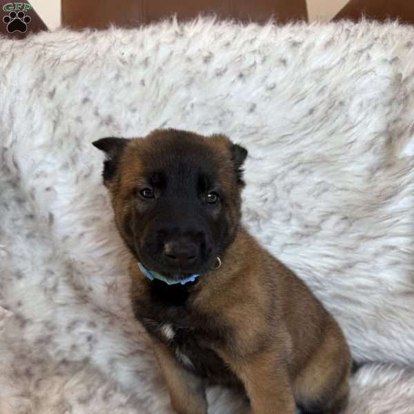 Light Blue, Belgian Malinois Puppy